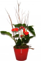 Fleurs | Plante CP-555 | Boutique en ligne | Roy et Gigure