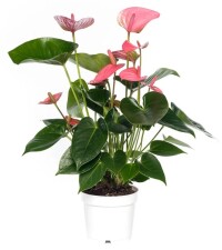 Fleurs | Plante de l'amour TM-065 | Boutique en ligne | Roy et Gigure